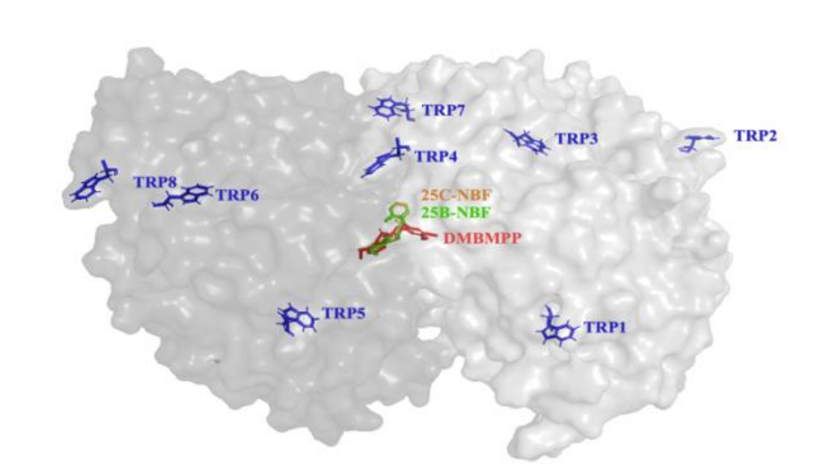 Microtubule quantum effects cover